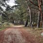 Le chemin traverse une belle pinède après Saugues (Crédit photo M. Jérémie).